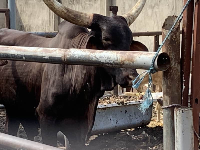 Cow