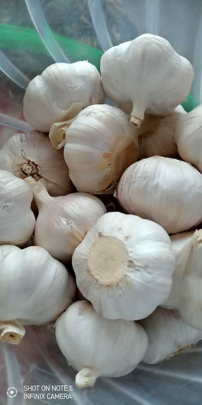 Garlic