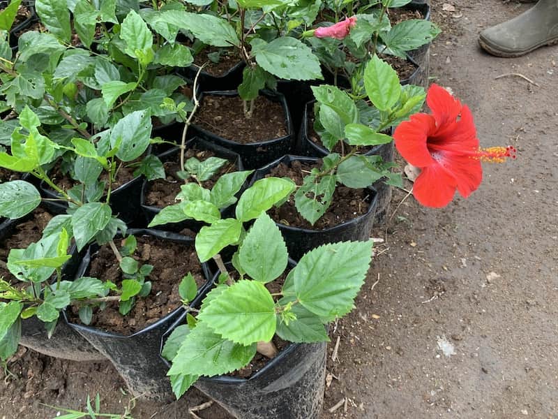 Hibiscus Plant