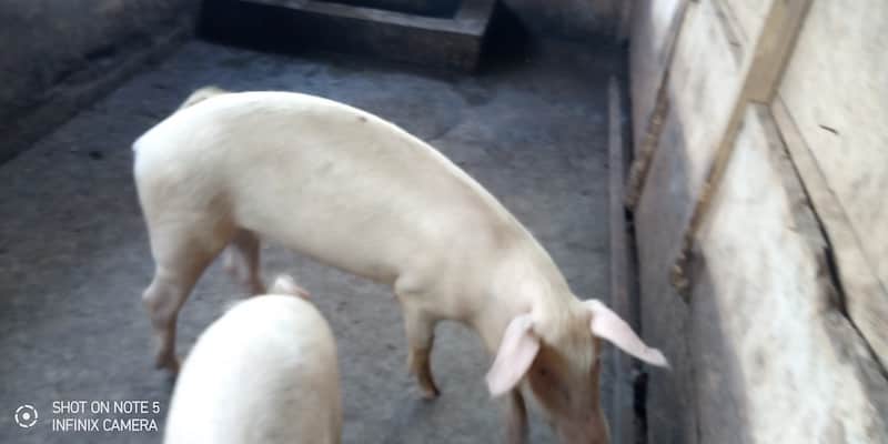 pig farm