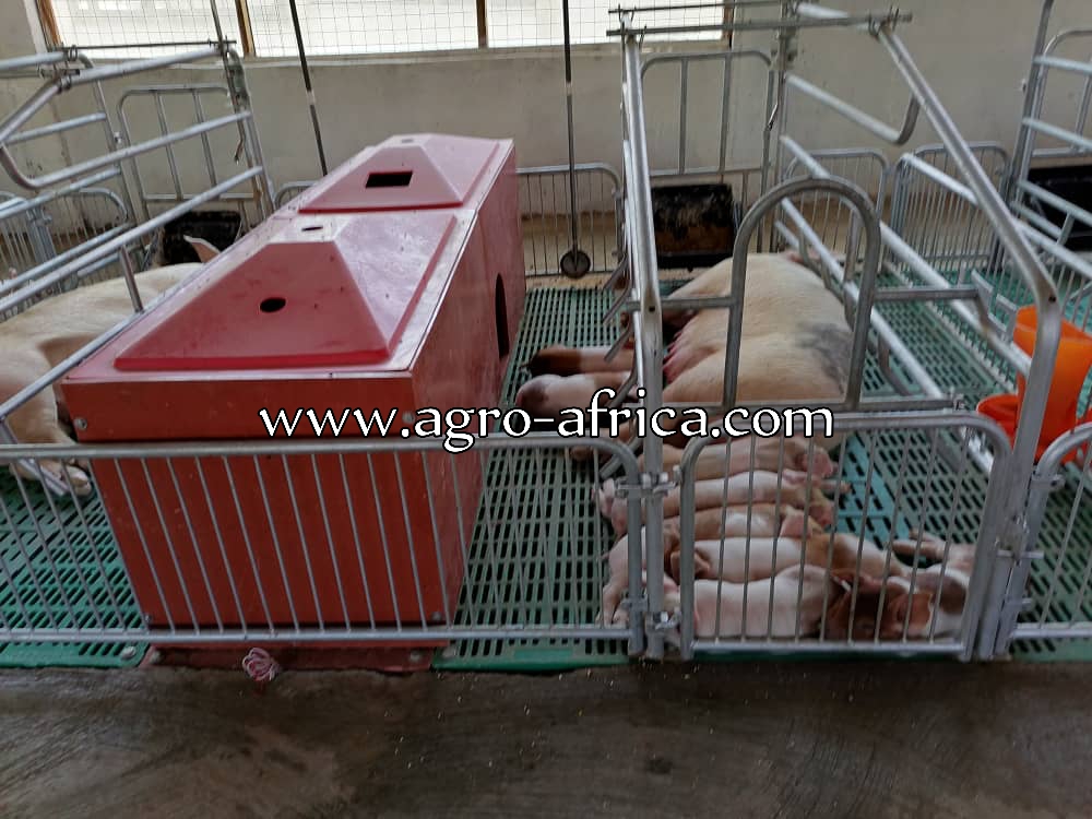 Farrowing Crate