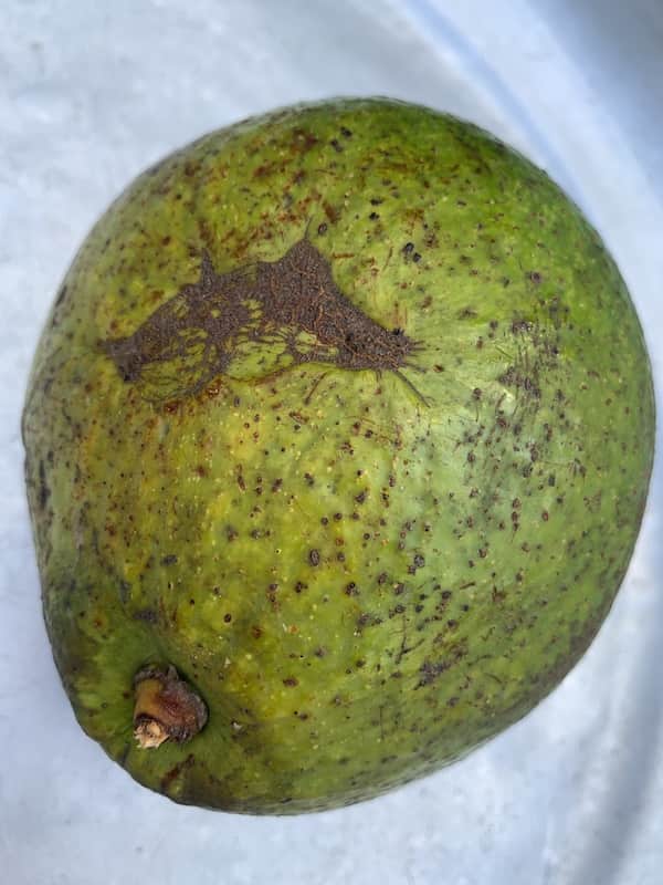 Pear