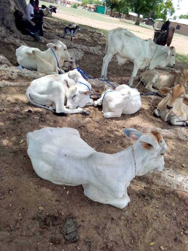 cow(buladi)