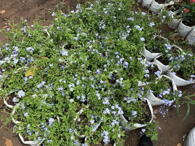 Plumbago Plant