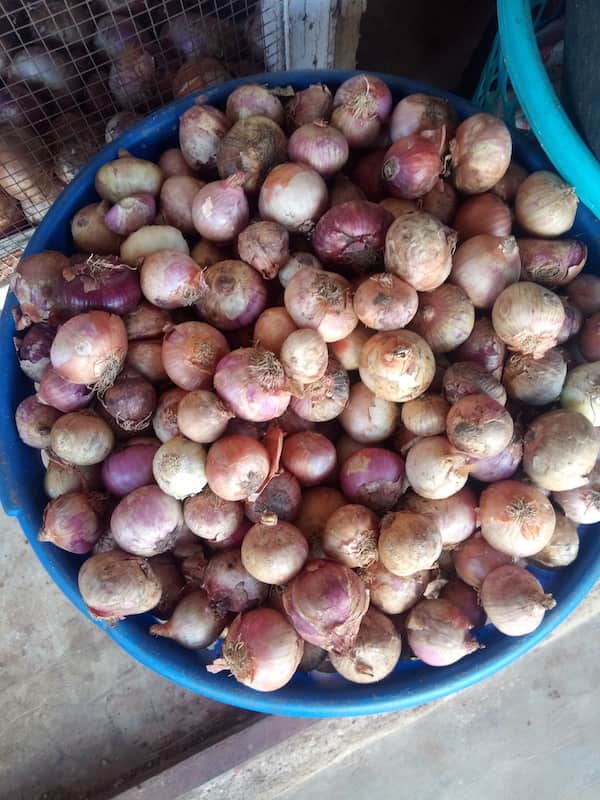onions