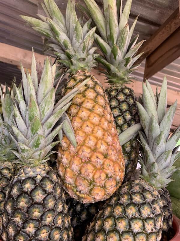 Pineapple