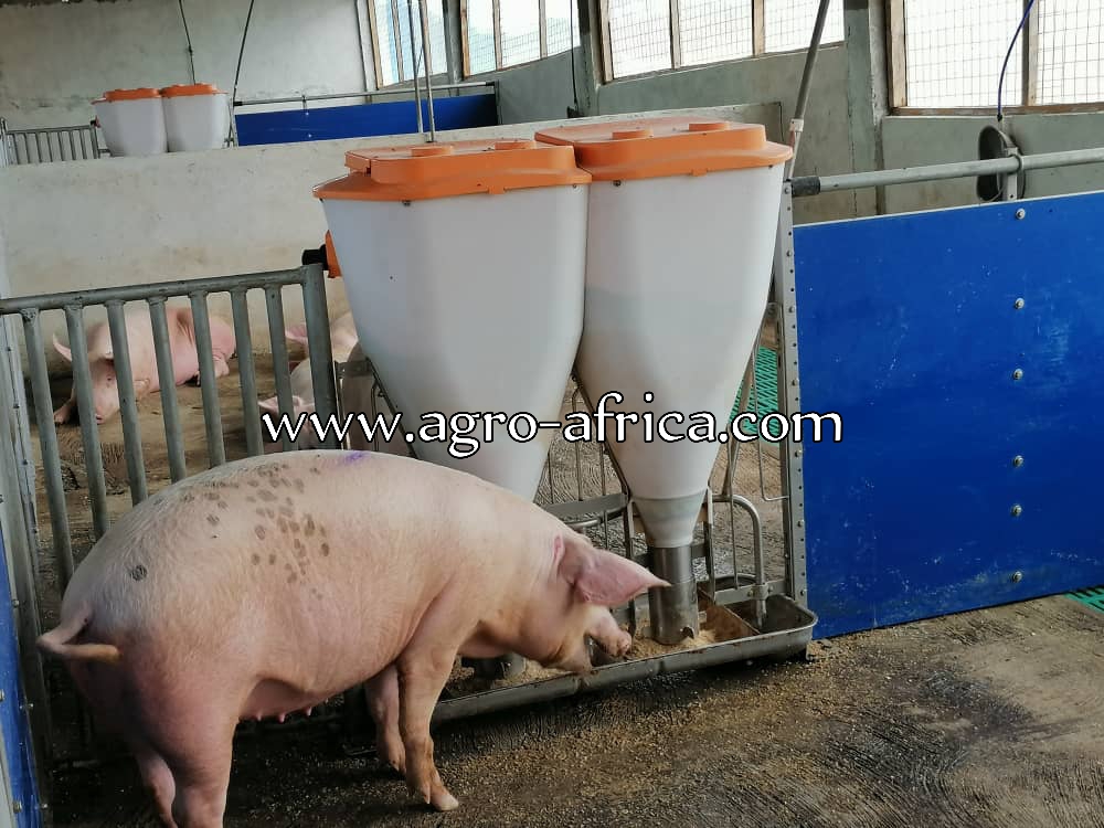 Automatic Feeder