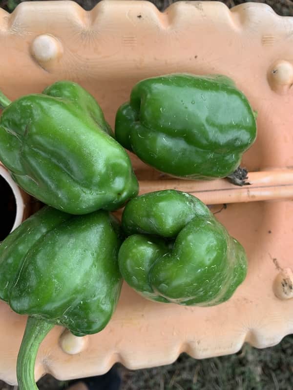 Green Pepper 