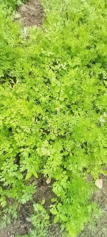 Corianda
