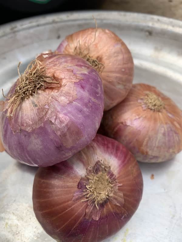 Onion