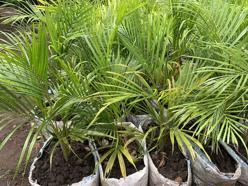 King Palm