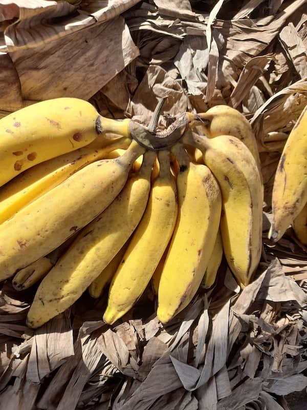 Bananas