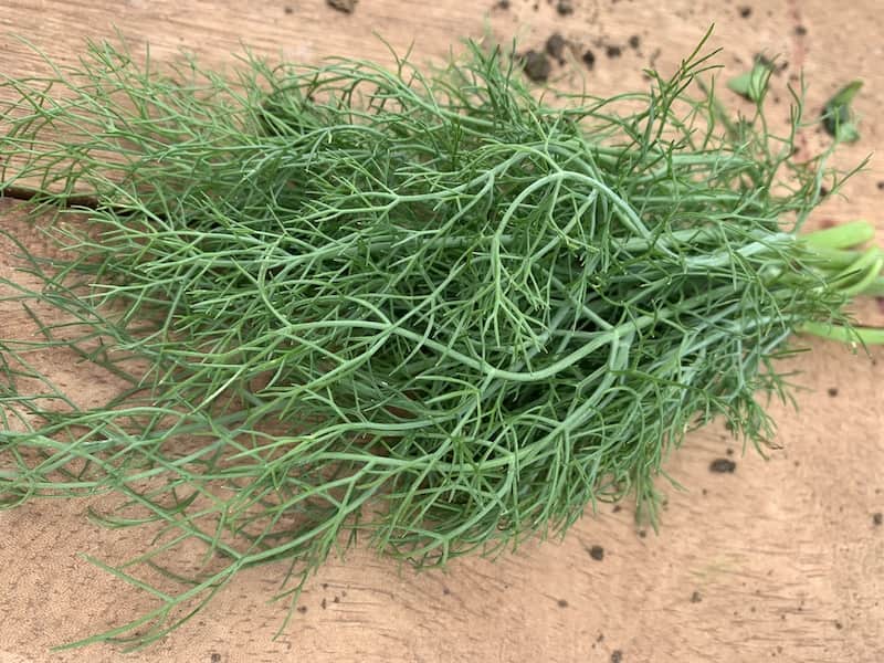 Dill Leaves