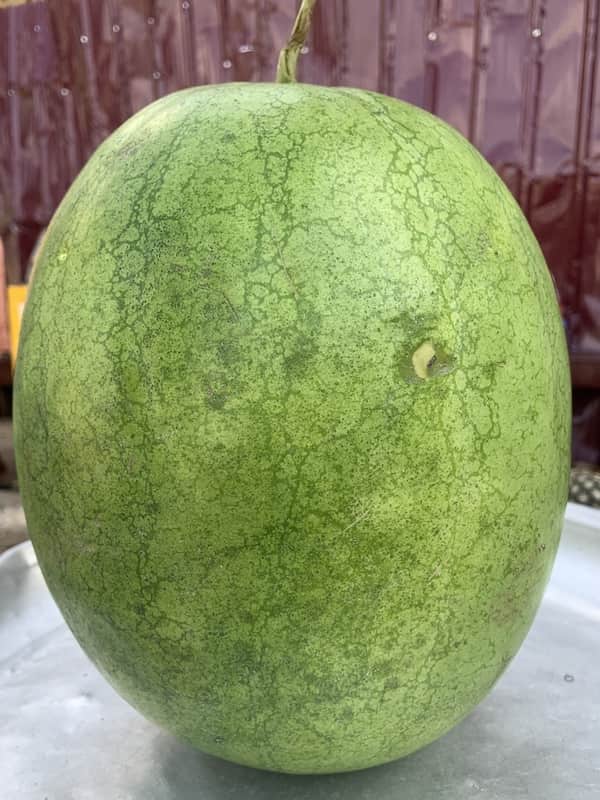 Water Melon 