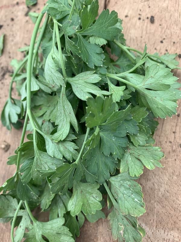 Parsley leaves