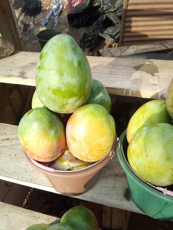 Mangoes