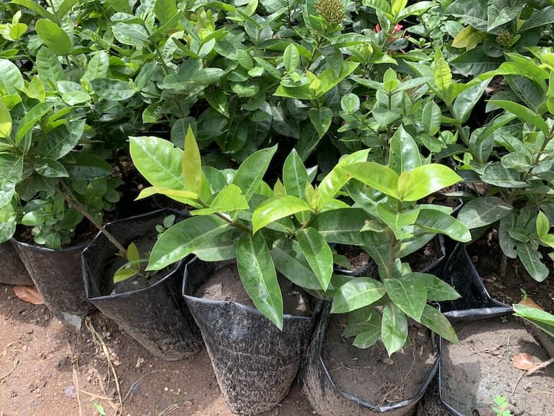 Azoria Giant Plant