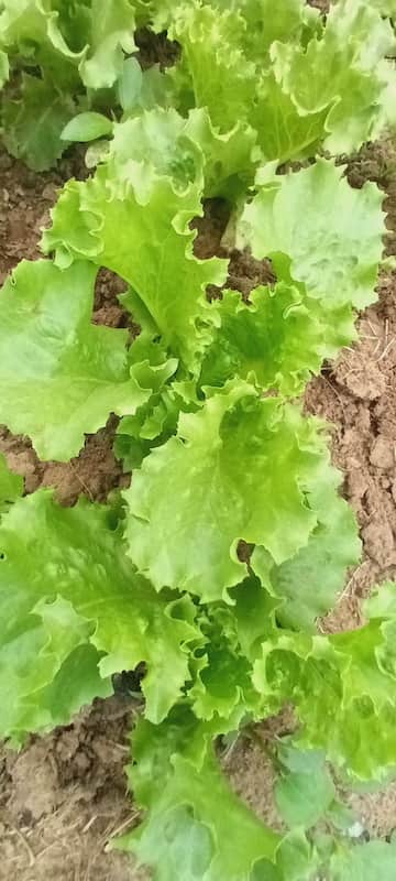 Lettuce