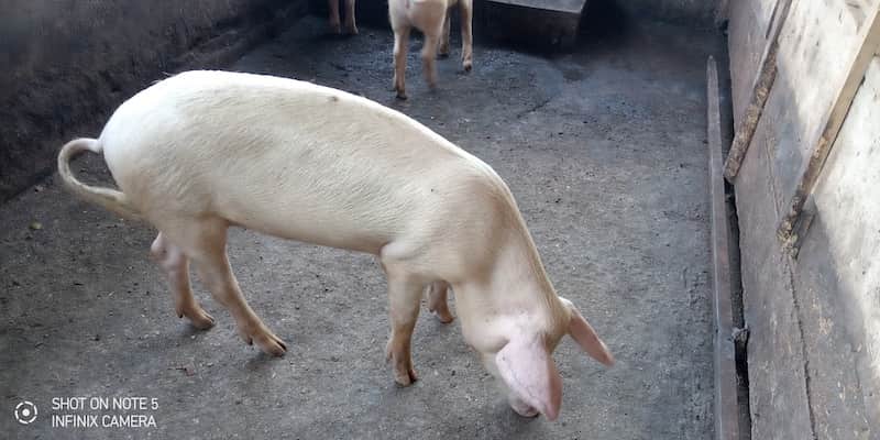 pig farm