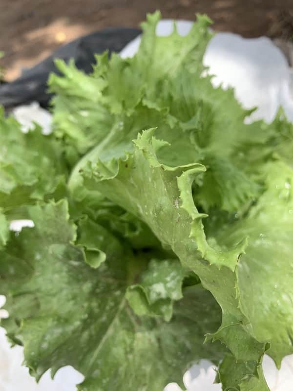 Lettuce