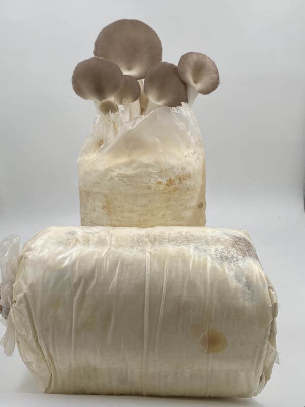 Mushroom Compost Bags