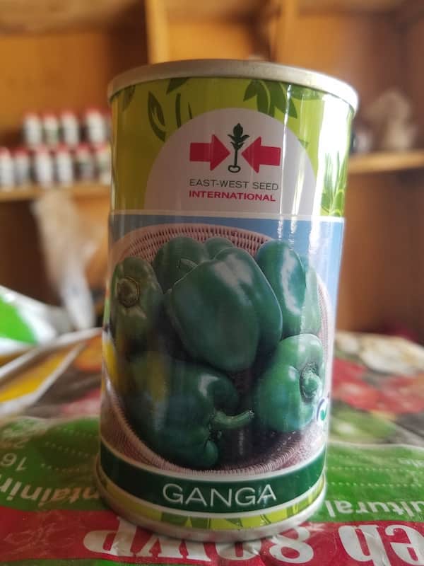Green Pepper Seed