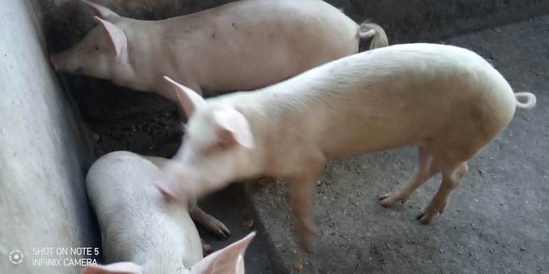 pig farm
