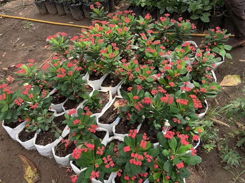 Euphorbia Plant