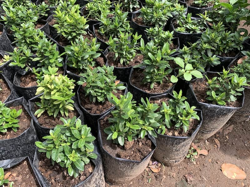 Azoria Dwarf Plant
