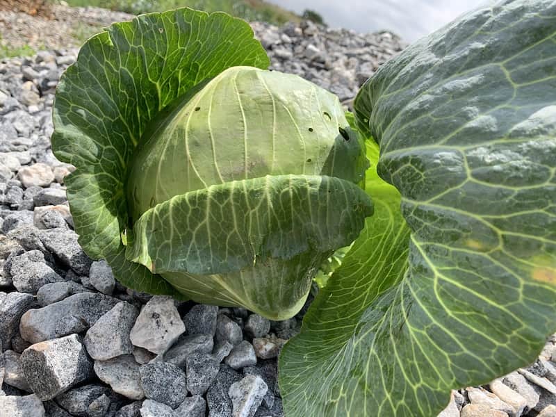 Cabbage