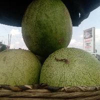 Water Melons