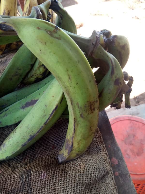 plantain