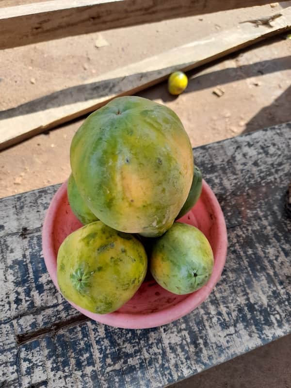 Pawpaw