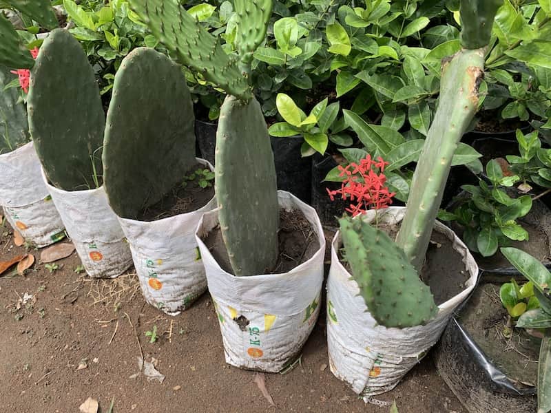Cactus Plant