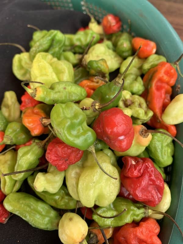Scotch Bonnet (kpakposhitor)