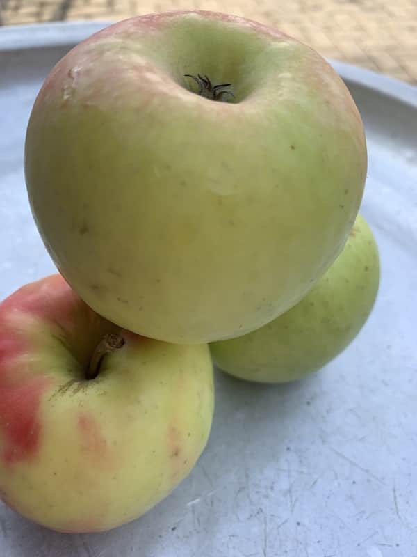 Apples