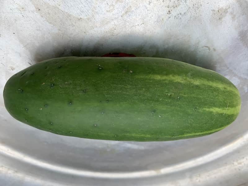 Cucumber