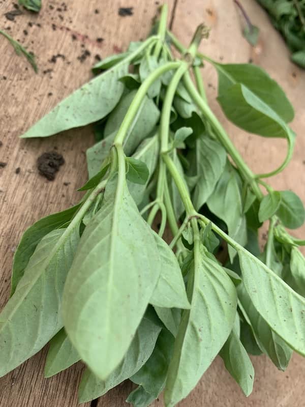 Basil leaves
