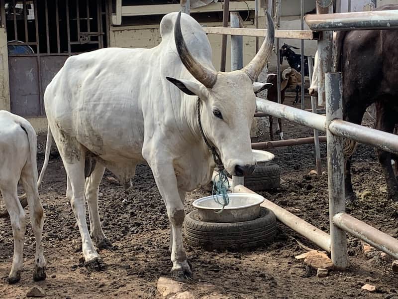 Cow