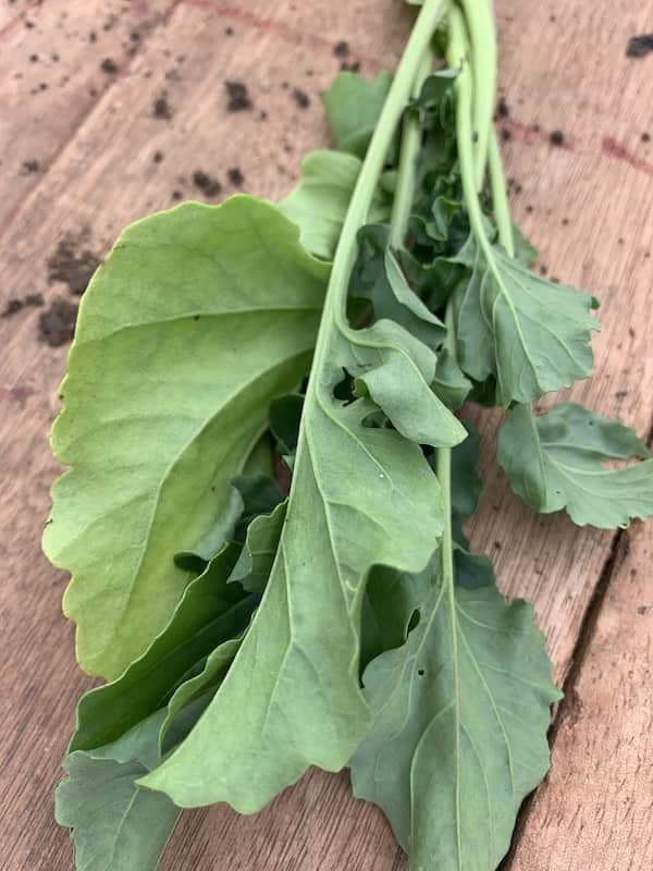 Rocket leaves