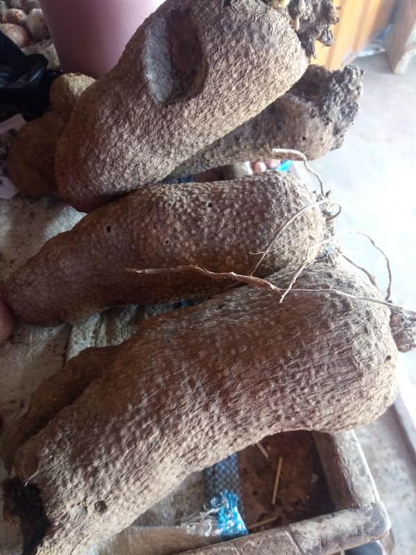 yam